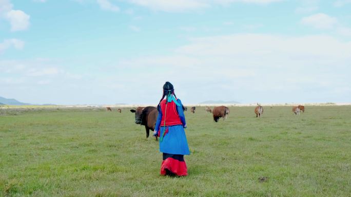 穿少数民族服装的妇女在草原上放牧赶牛