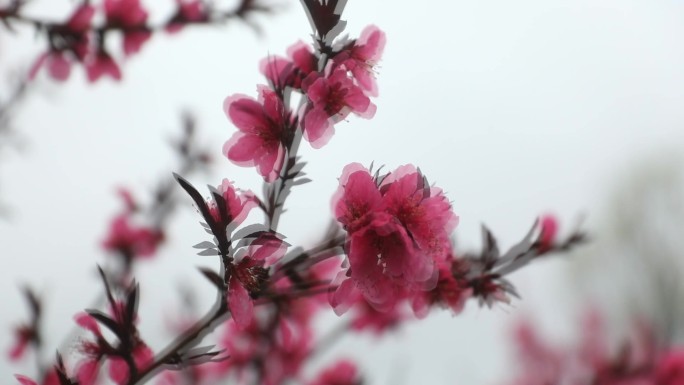 雨中的红腊梅