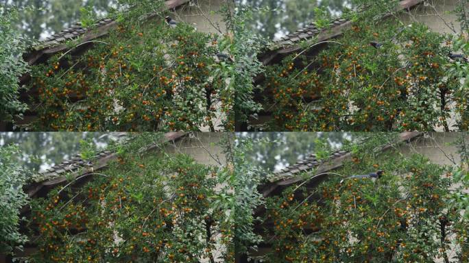 美丽乡村红嘴长尾雀在院子里采摘果实