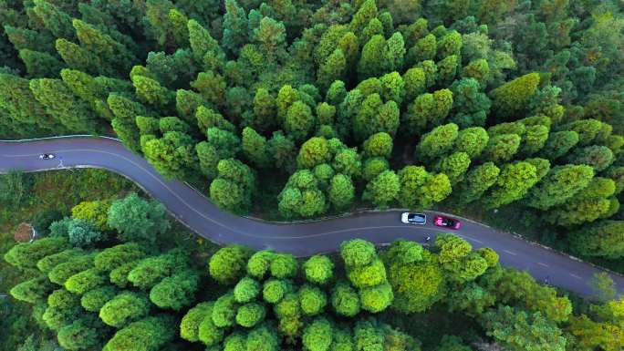 最美森林公路上行驶的汽车和摩托车