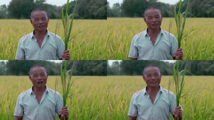 【4K原创】农民伯伯金黄稻田里的稻谷