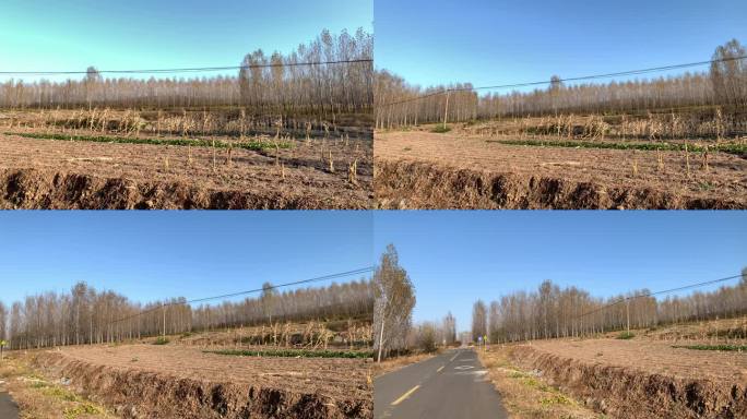 植物 秋天 旅行 春天 户外