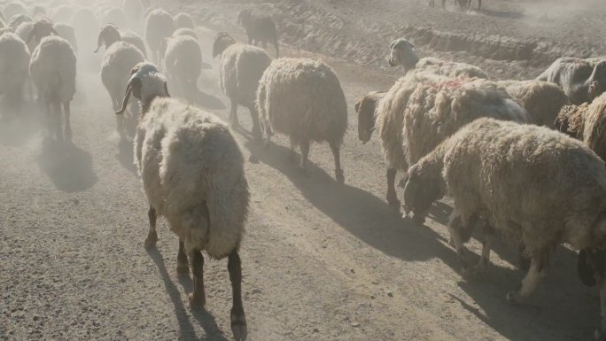 日落时的羊群日落时的羊群慢动作行走畜牧业
