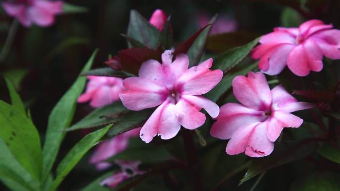 新几内亚凤仙花 五彩凤仙花 花蕾 粉花