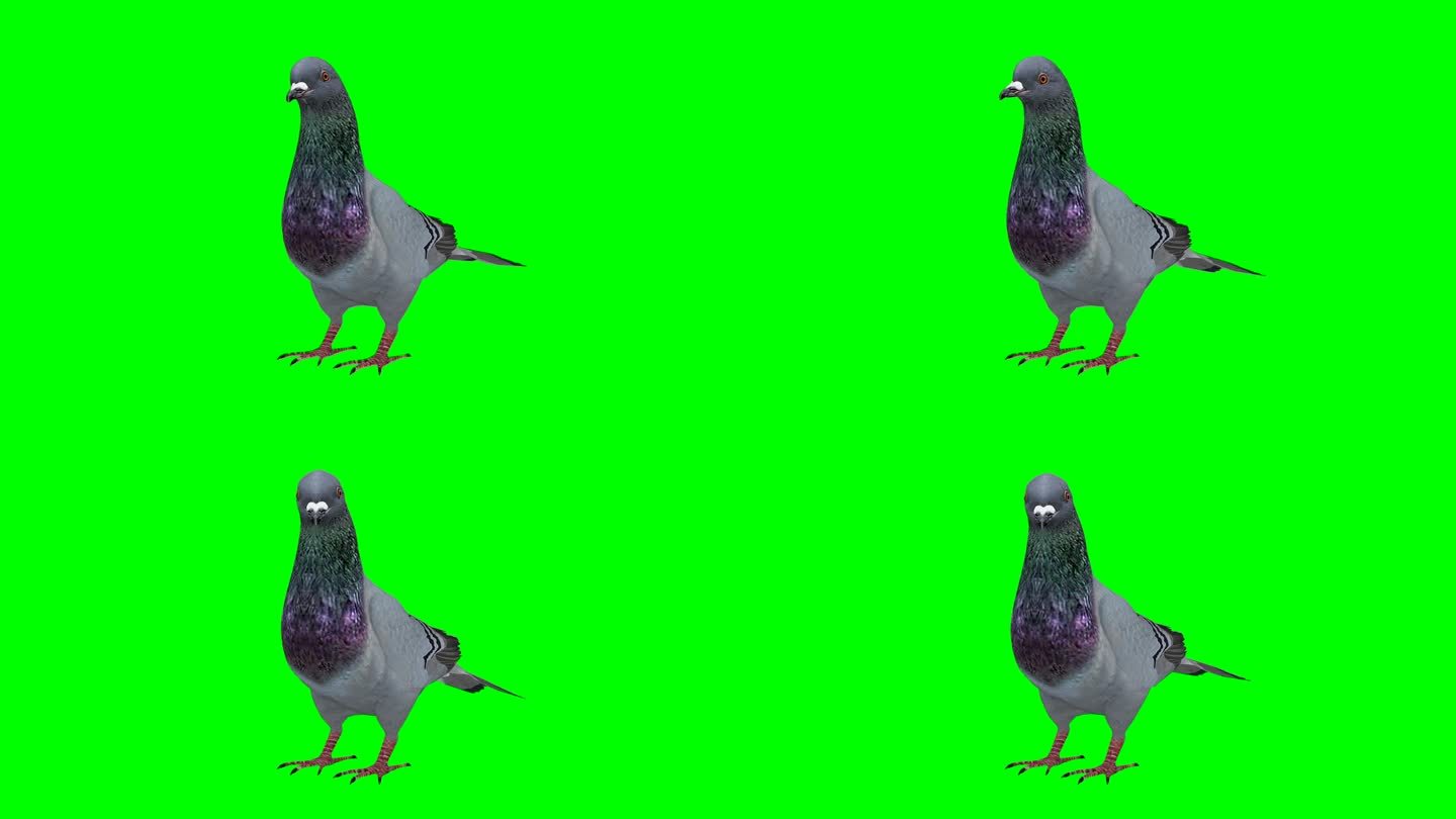 鸽子空闲绿色屏幕（可循环）