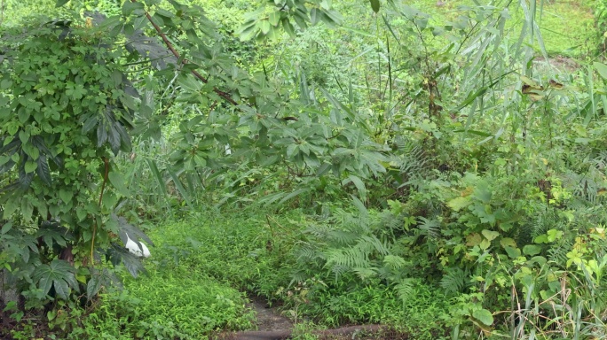 树林里的一只白鹭