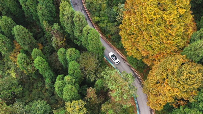 4K航拍行驶在森林中的汽车