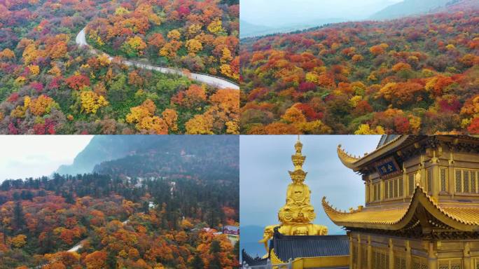 航拍四川峨眉山秋天红叶和金顶震撼风光