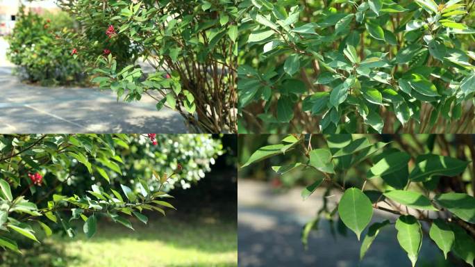 日日樱 珊瑚花 红色花 果实  植株