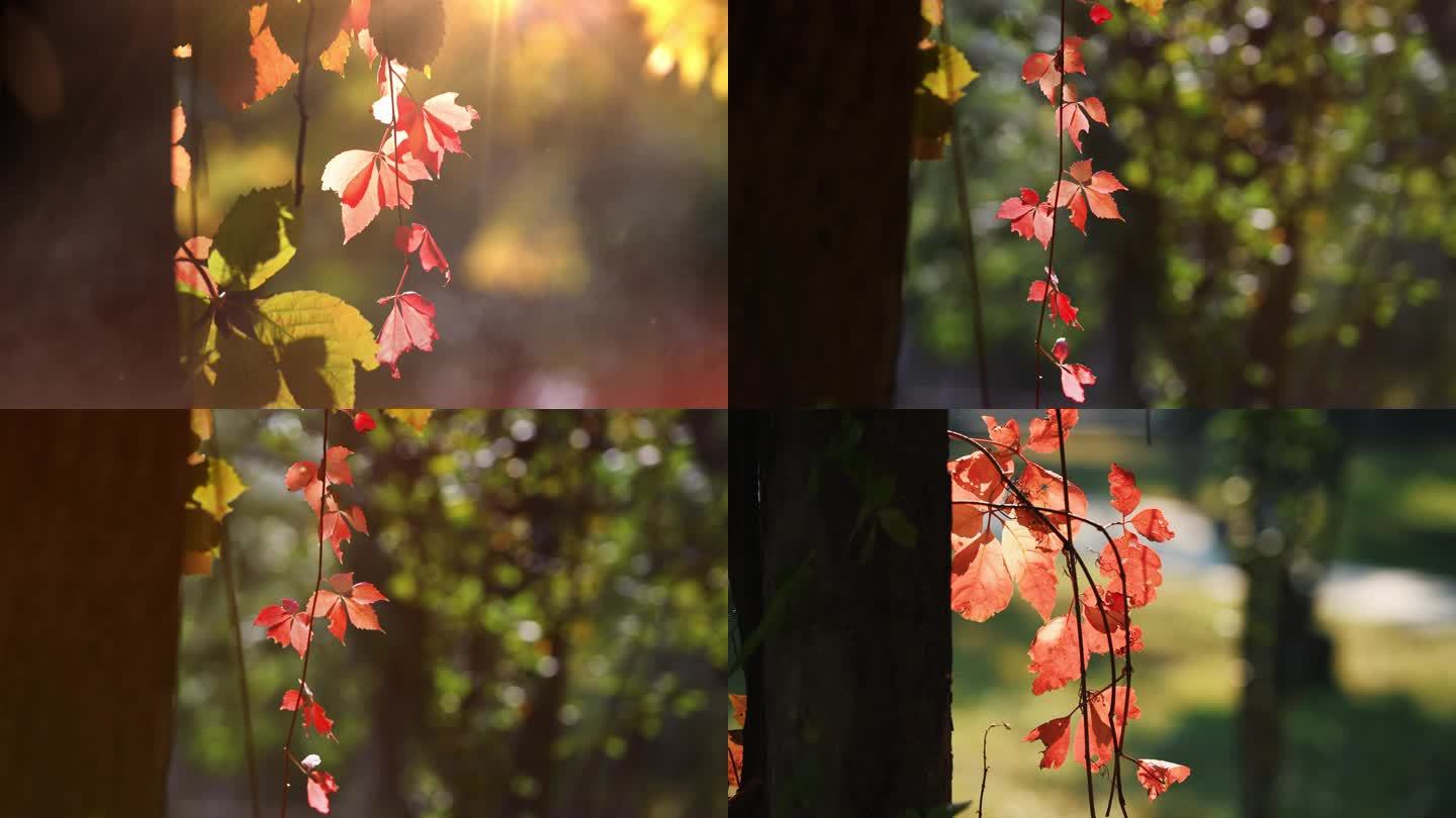 秋天 秋季  红叶 阳光