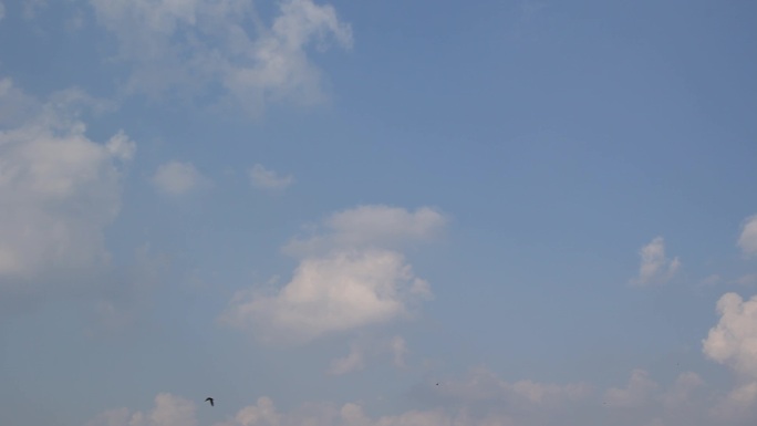 蓝天白云飞翔的家燕小燕子