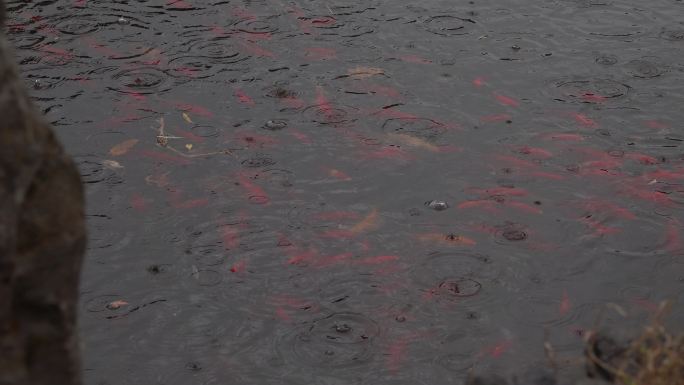 【4k原创】下雨天 池塘水面积水雨滴涟漪