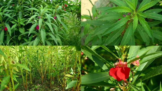 凤仙花 指甲花 红花 嫩果 绿果  植株