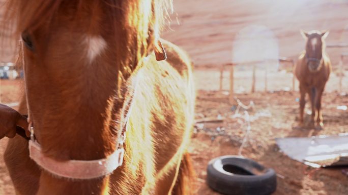 纪念碑谷附近亚利桑那沙漠中一匹马的特写慢动作视频