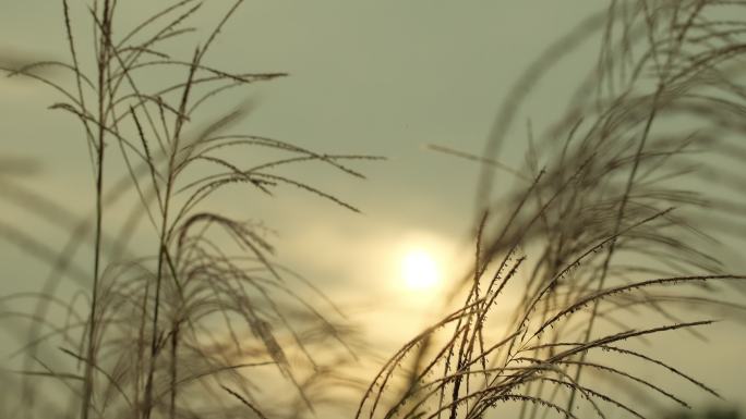 芦苇夕阳微风吹拂芦苇丛