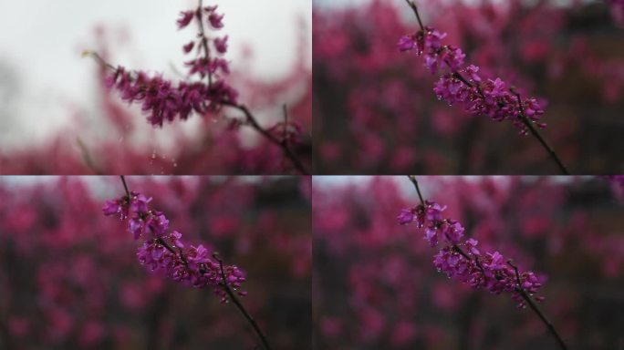 风雨中的一枝红花