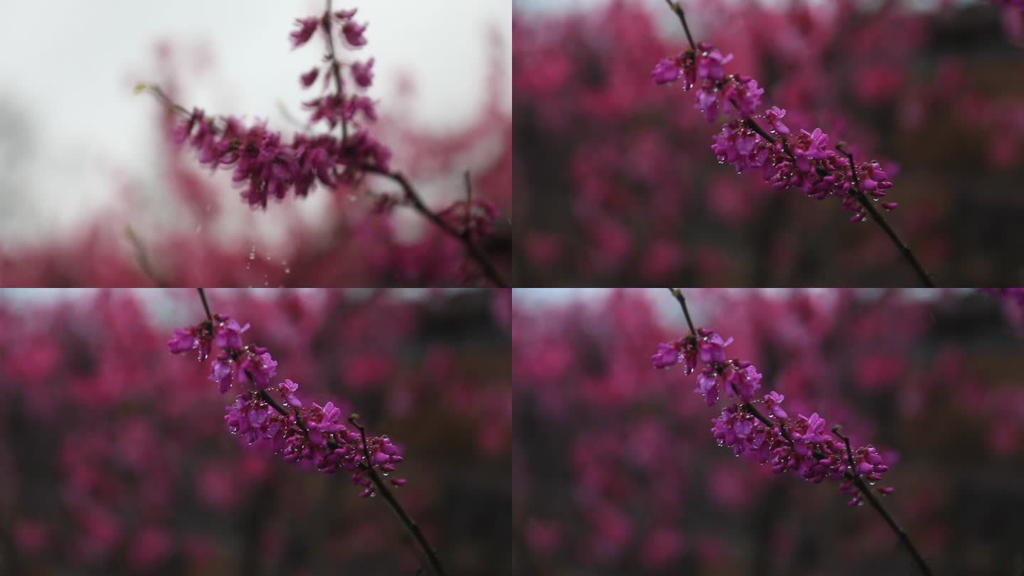 风雨中的一枝红花