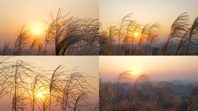 夕阳芦苇4K高清