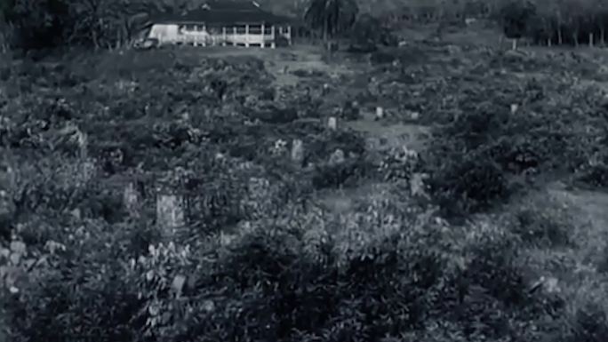 40年代橡胶种植园橡胶树采橡胶工业