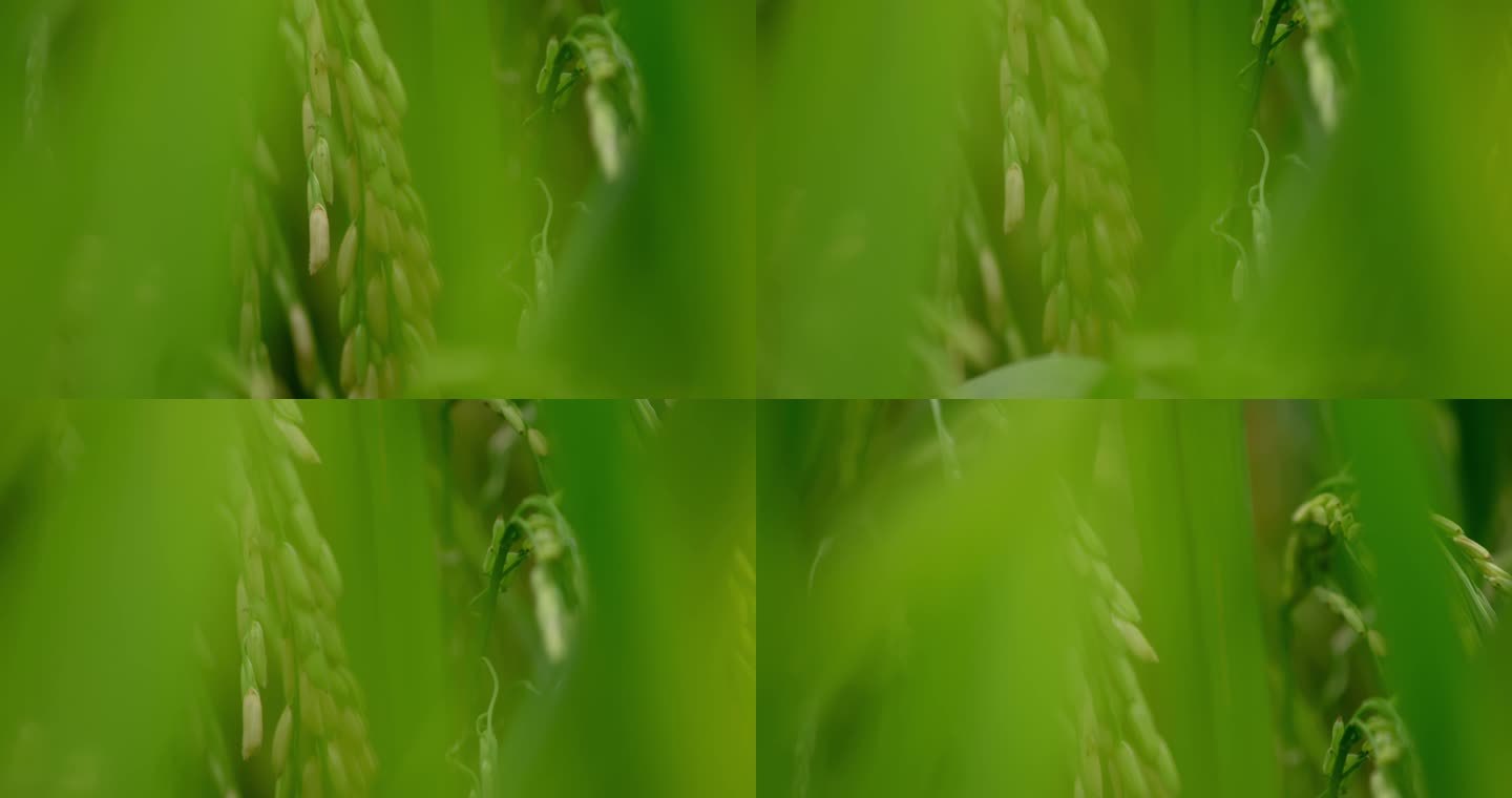 【4K原创】金黄稻田里的稻谷