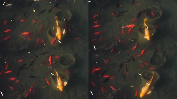 中国锦鲤 鱼塘 池塘 鱼群 锦鲤喂食