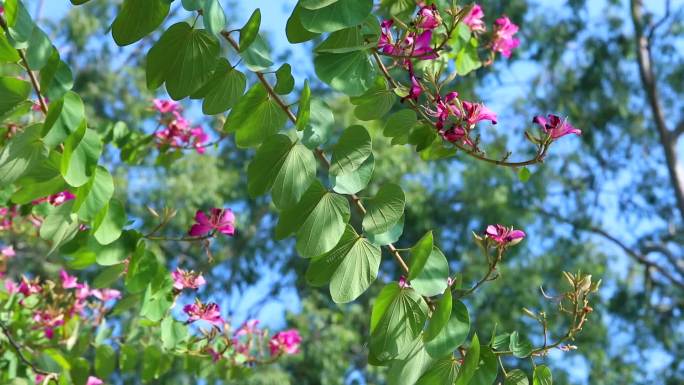 红花羊蹄甲 紫荆花 花蕾 红花 叶 植株