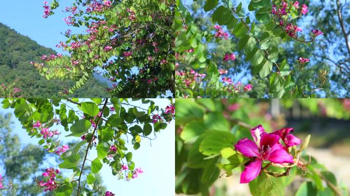 红花羊蹄甲 紫荆花 花蕾 红花 叶 植株