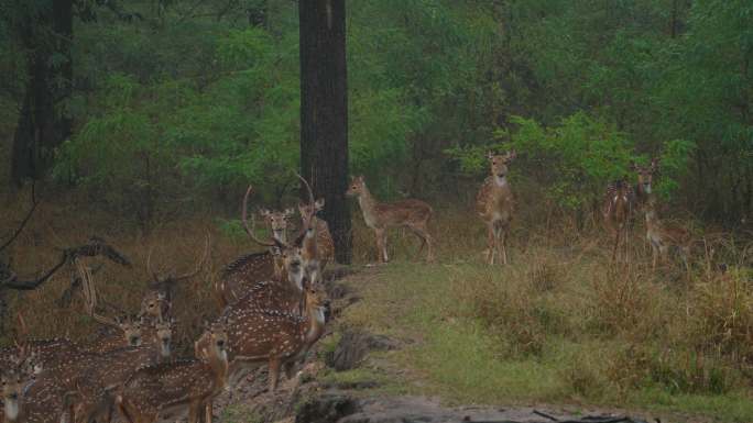 印度中部森林中慢速运动的斑点鹿或甲壳虫