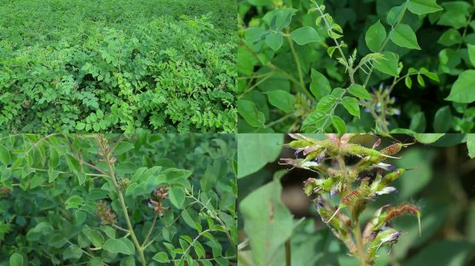 甘草 甜草 花蕾 紫花 果 叶 茎 植株