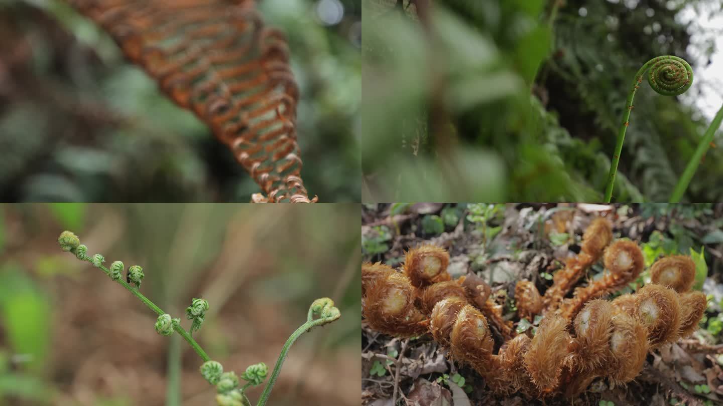 唯美蕨类枯叶嫩芽【集锦】