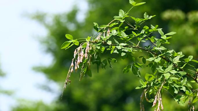 毒豆 金链花 果 叶 茎 植株