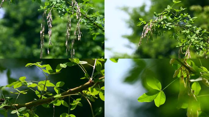 毒豆 金链花 果 叶 茎 植株