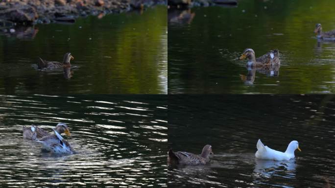 鸭子戏水游泳家禽养殖水禽