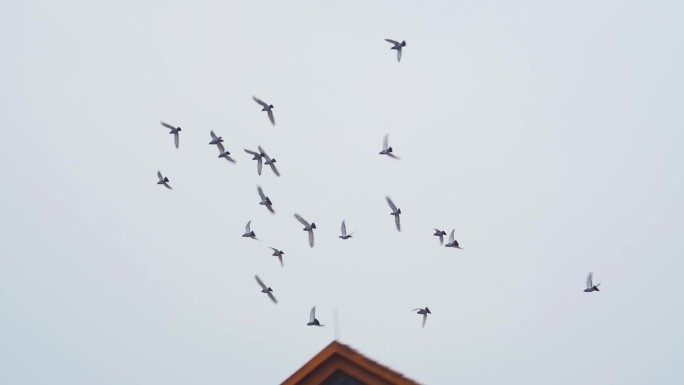 鸽子飞翔空镜城市鸽子起飞飞鸟飞过屋顶白鸽