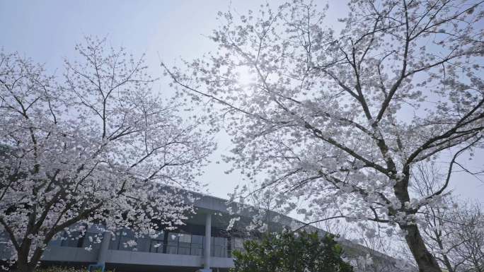 上海松江辰山植物园樱花4K50帧