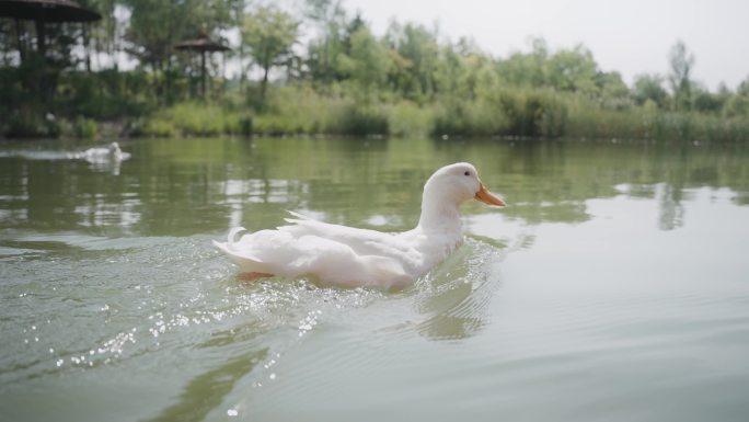 鸭子戏水