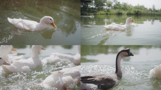 鸭子戏水