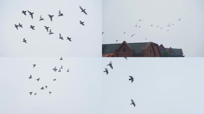 鸽子飞翔飞鸟翱翔蓝天鸽子飞过天空飞过屋顶