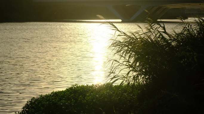 夕阳下河边的芦苇