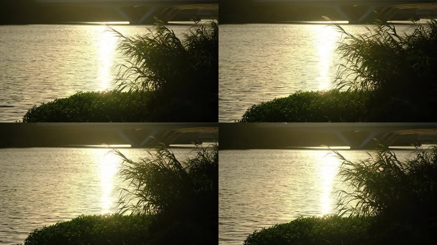 夕阳下河边的芦苇