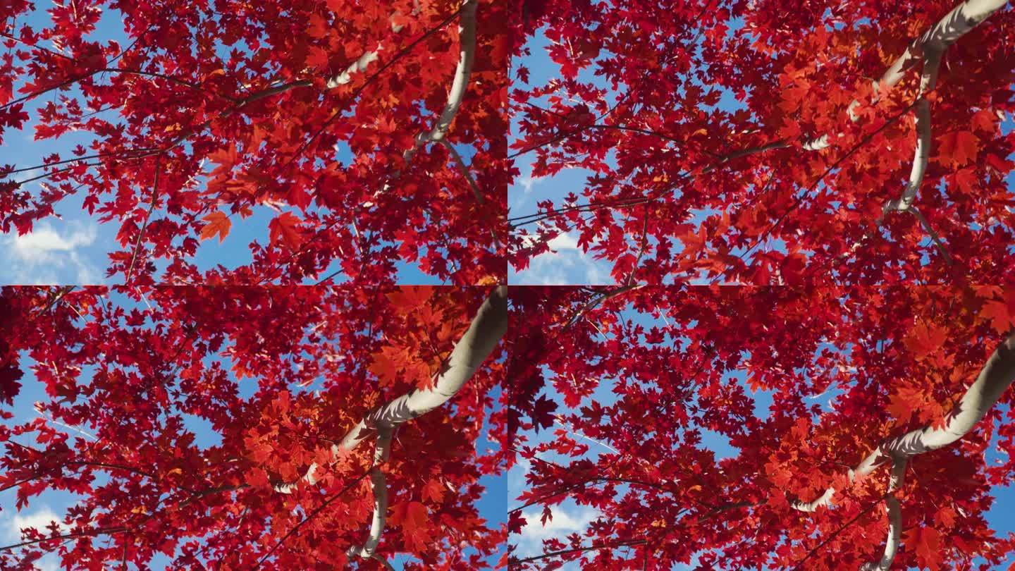 红色枫叶枫树逆光透过树林红叶梦幻特写