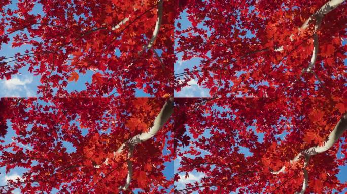 红色枫叶枫树逆光透过树林红叶梦幻特写