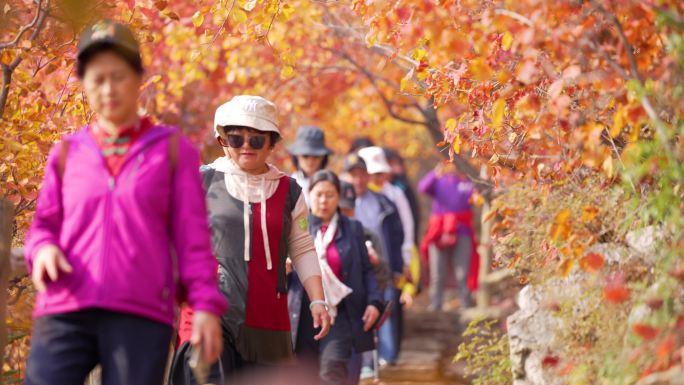 北京秋季红叶赏红叶坡峰岭满山红遍