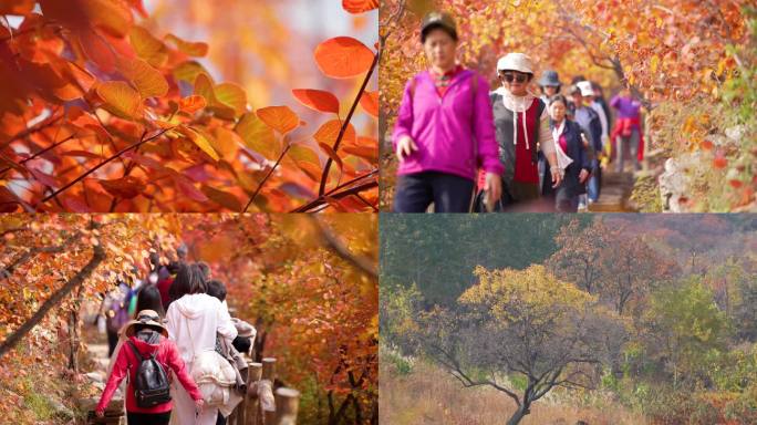 北京秋季红叶赏红叶坡峰岭满山红遍