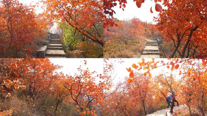 房山坡峰岭红叶节