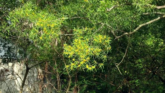 台湾相思 花蕾 黄花 叶 茎 植株 生境