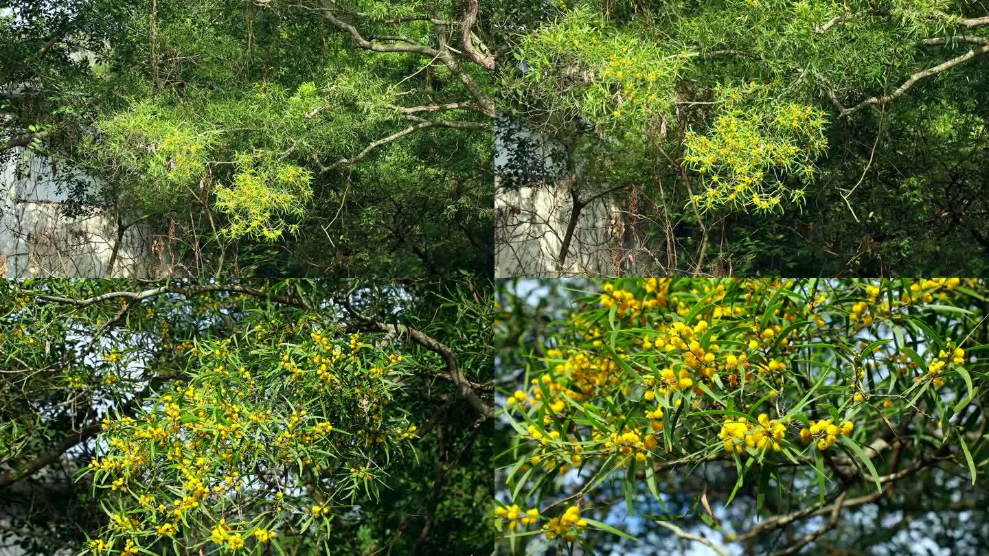 台湾相思 花蕾 黄花 叶 茎 植株 生境