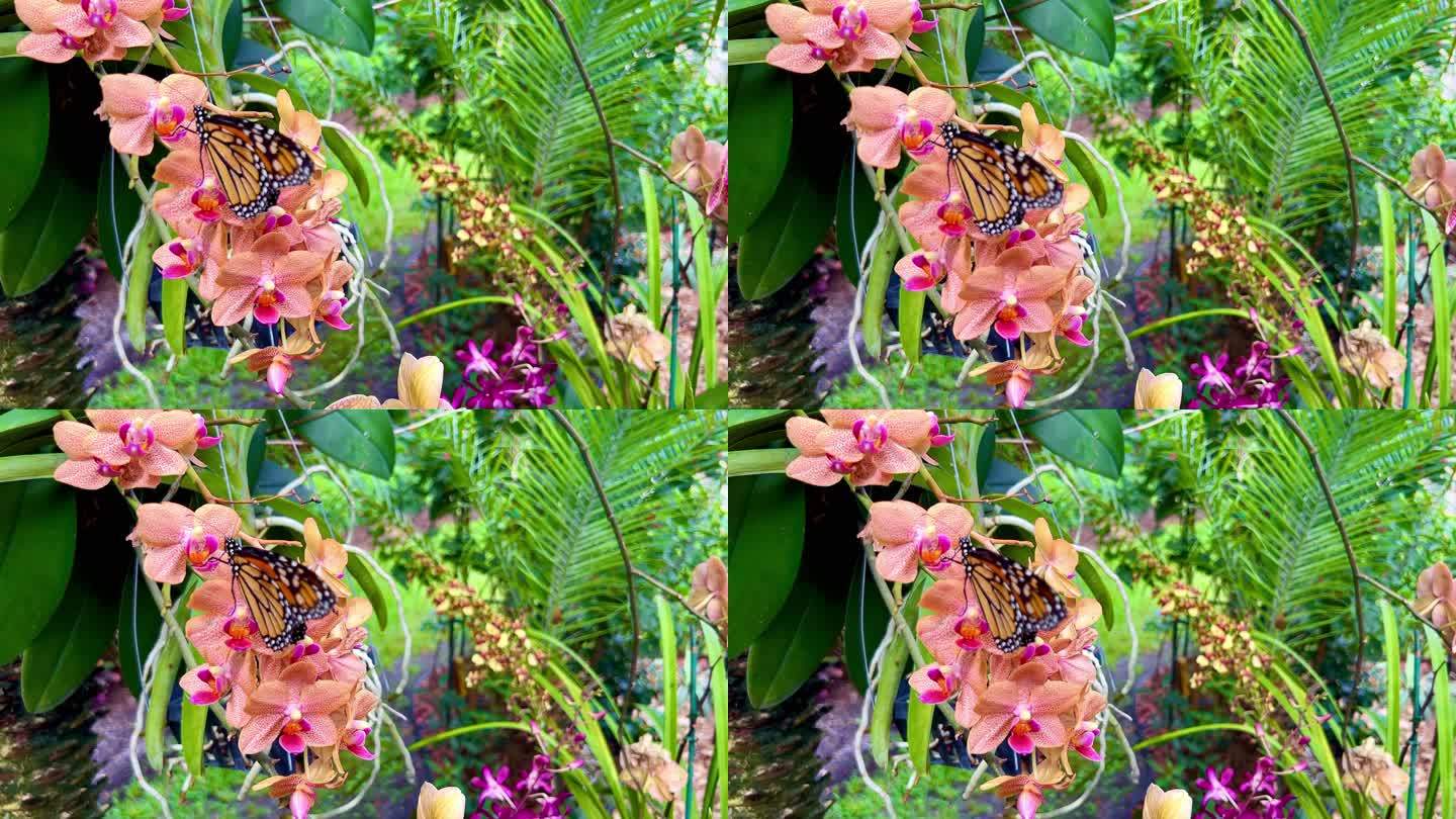 兰花上的濒危帝王蝶