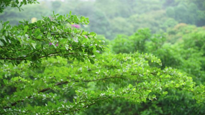 下雨叶子树林三角梅落雨树叶阴雨天鲜花阴天