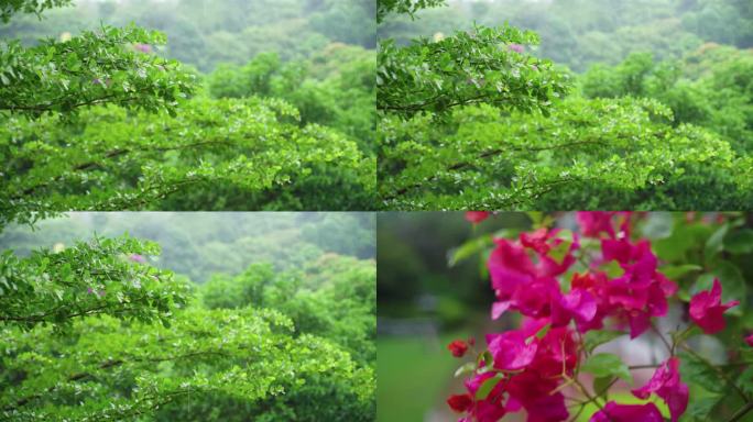 下雨叶子树林三角梅落雨树叶阴雨天鲜花阴天